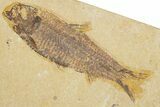 Slab With Two Fossil Fish (Diplomystus & Knightia) - Wyoming #354038-2